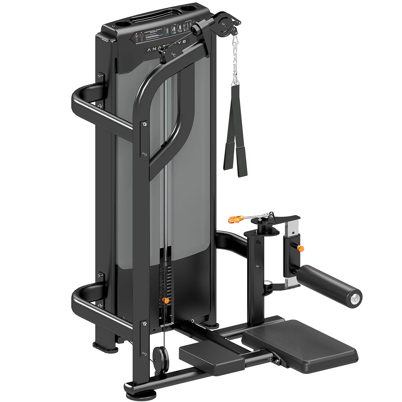 Anatomy Standing Abdominal crunch